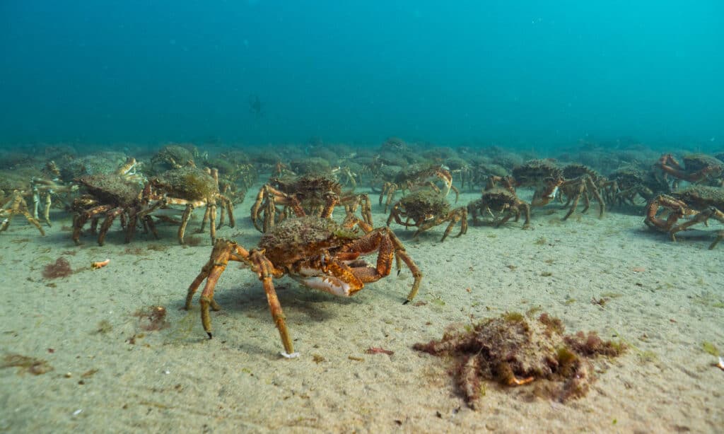 Texas Crabbing Season: Timing, Bag Limits, and Other Important Rules