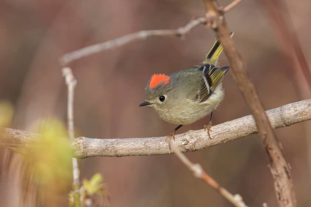 The Top 15 Smallest Birds In Canada