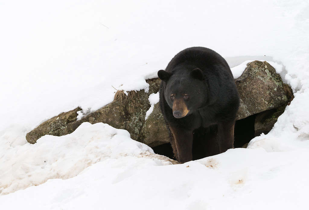 When Do Bears Hibernate? Timing and 7 Amazing Facts