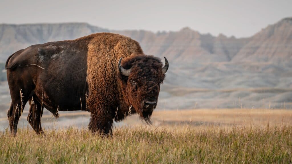 Discover One of the Oldest and Largest Bison Herds in the U.S.