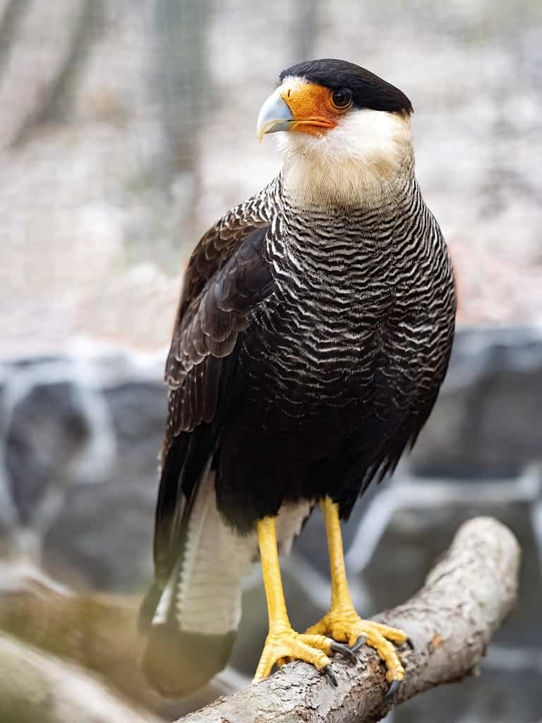 Discover the 19 Largest Flying Birds in Louisiana