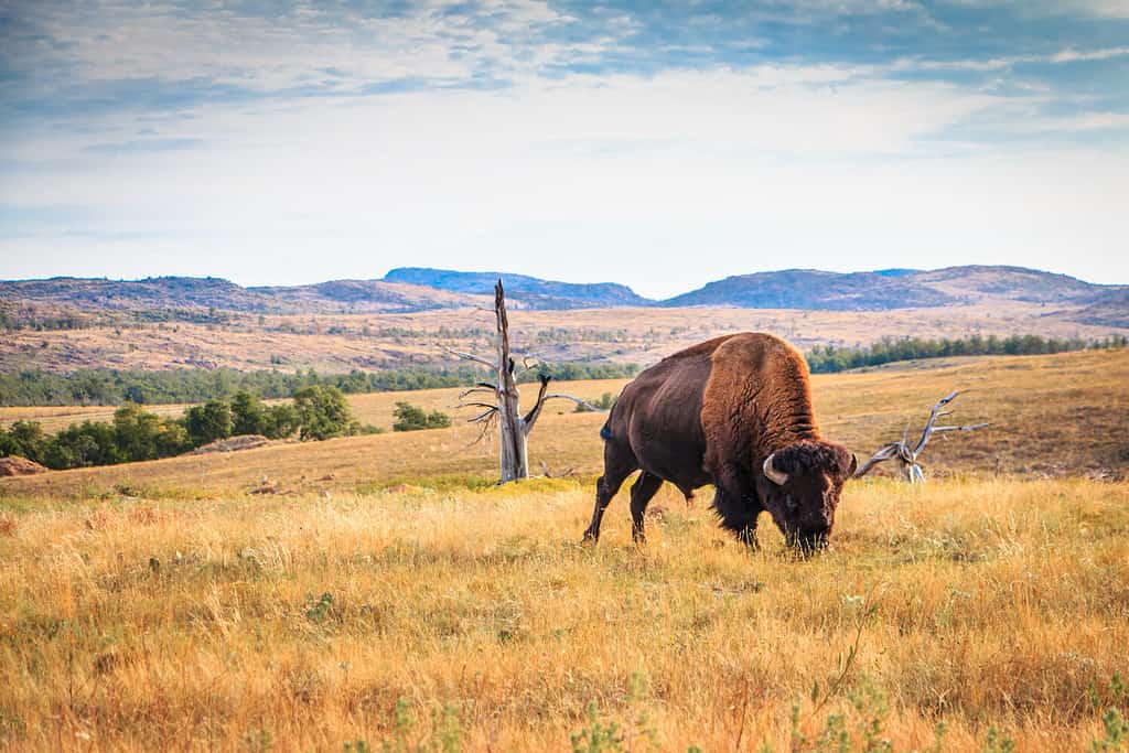 Discover One of the Oldest and Largest Bison Herds in the U.S.