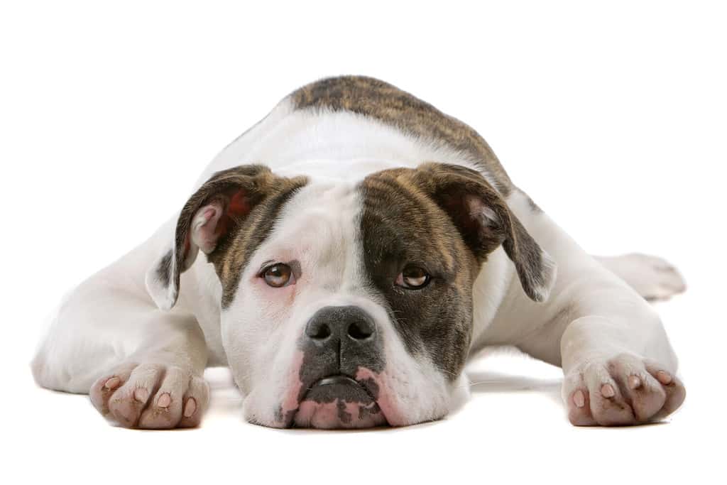 National Bulldog Day 2024: Date, Origin, and Ways to Celebrate