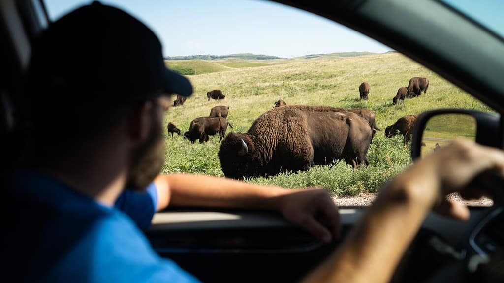 Discover One of the Oldest and Largest Bison Herds in the U.S.