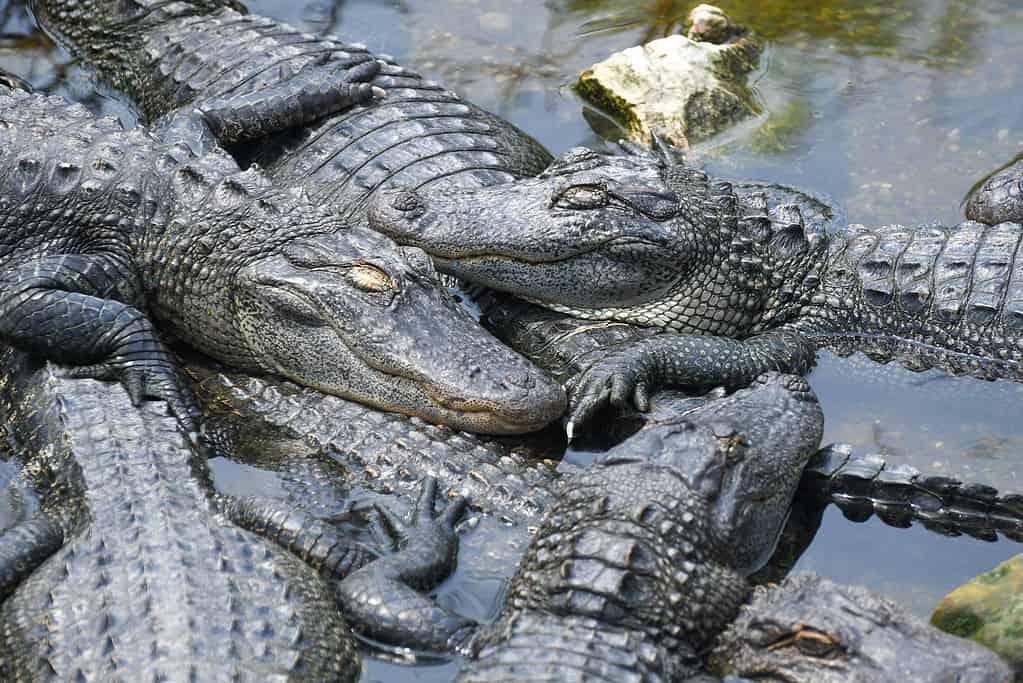 Discover Why One Georgia River Is Becoming Infested With Alligators