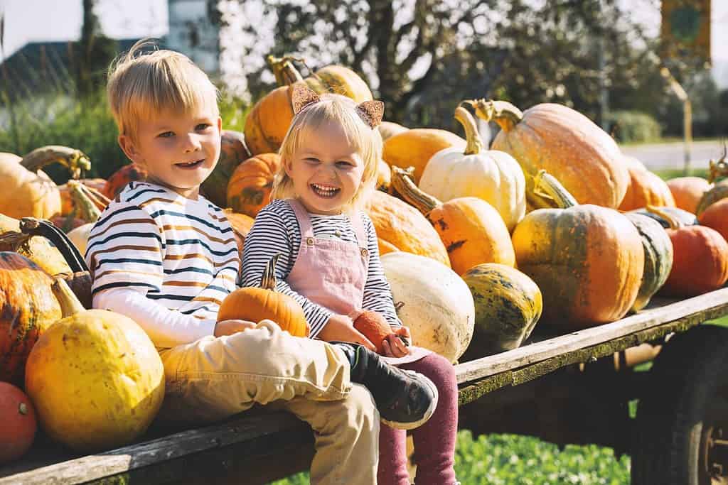 Explore the 10 Best Pumpkin Patches in Virginia For a Great Fall Adventure