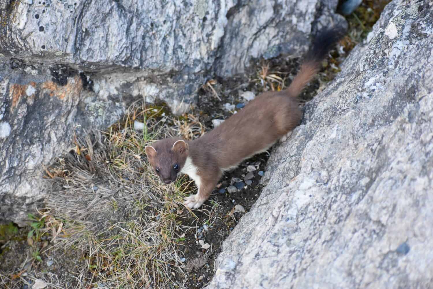 Discover 12 Animals that Live on Mount Everest