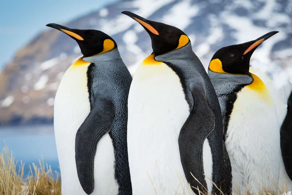 Discover How Penguins Stay Warm in Their Frigid Habitat