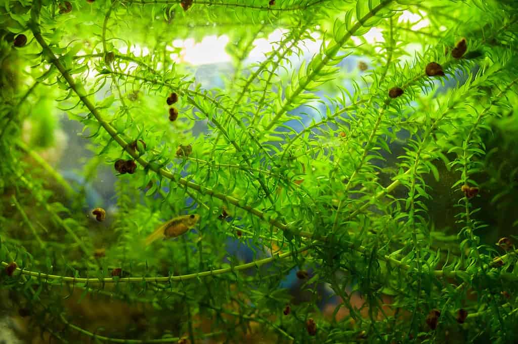 7 Effective Ways to Quickly Reduce Nitrates in a Fish Tank