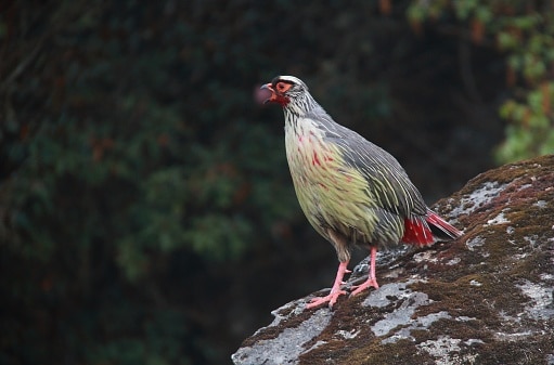 Discover 12 Animals that Live on Mount Everest