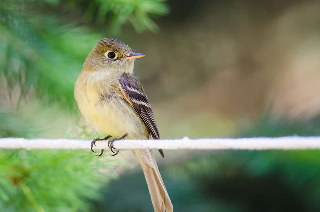 The Top 15 Smallest Birds In Canada