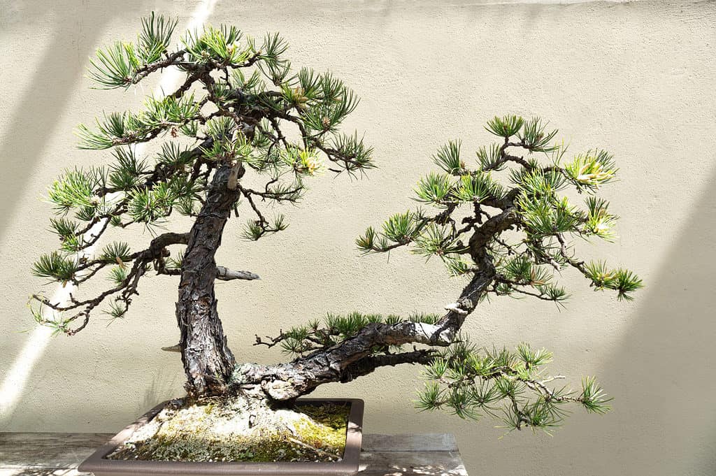 How Often Do You Water a Bonsai Tree? 7 Critical Tips for a Thriving Plant