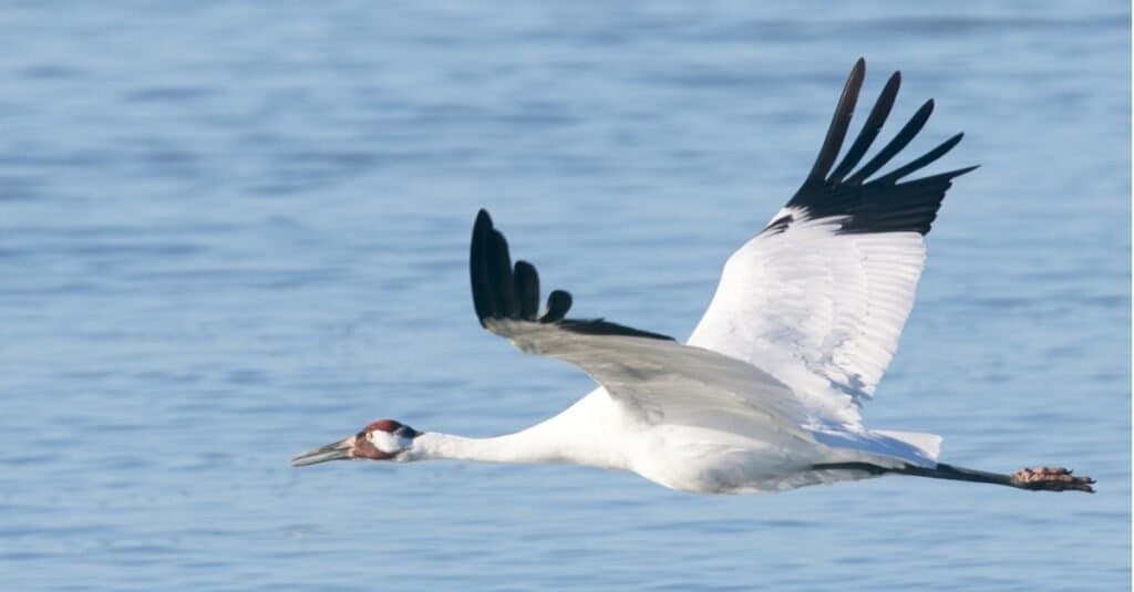 Discover the 19 Largest Flying Birds in Louisiana