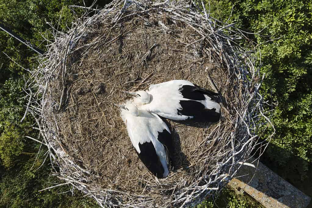 White Stork: Why Do They Kill Their Young