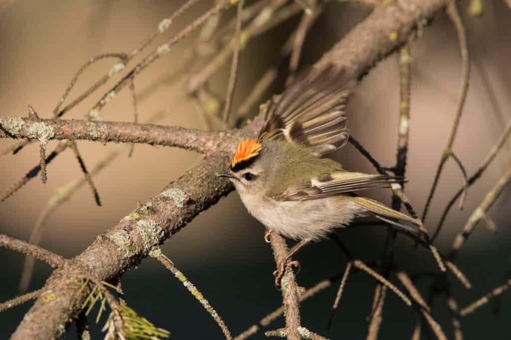 The Top 15 Smallest Birds In Canada