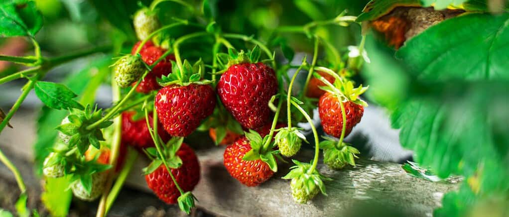 The 6 Fastest-Growing Fruits for a Quick and Delicious Harvest