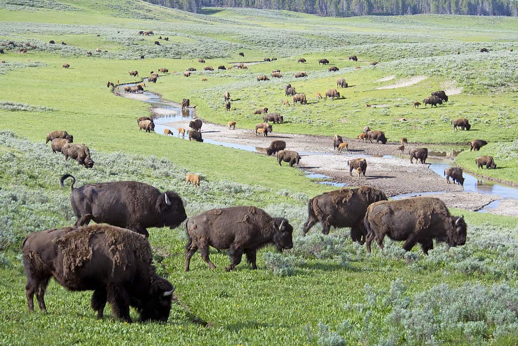 Discover One of the Oldest and Largest Bison Herds in the U.S.