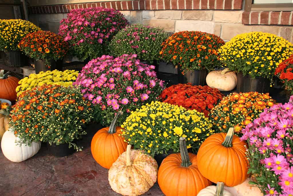 Explore the 15 Best Pumpkin Patches in Illinois To Embrace The Fall Season