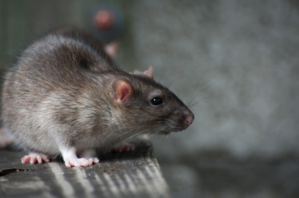 How Long Can Rats Hold Their Breath?