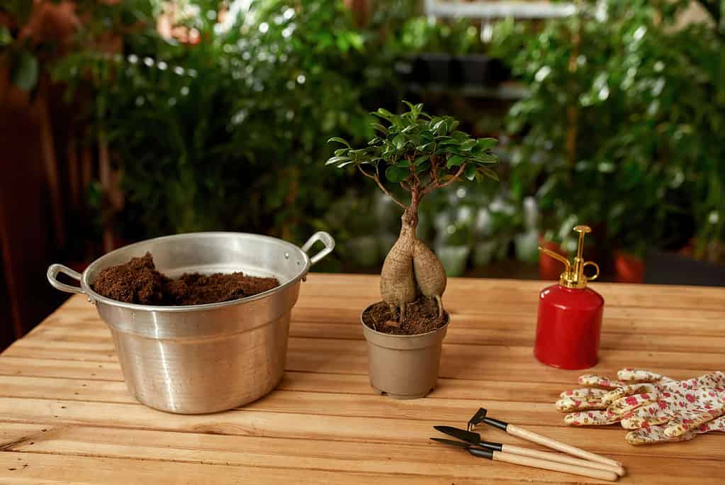 How Often Do You Water a Bonsai Tree? 7 Critical Tips for a Thriving Plant