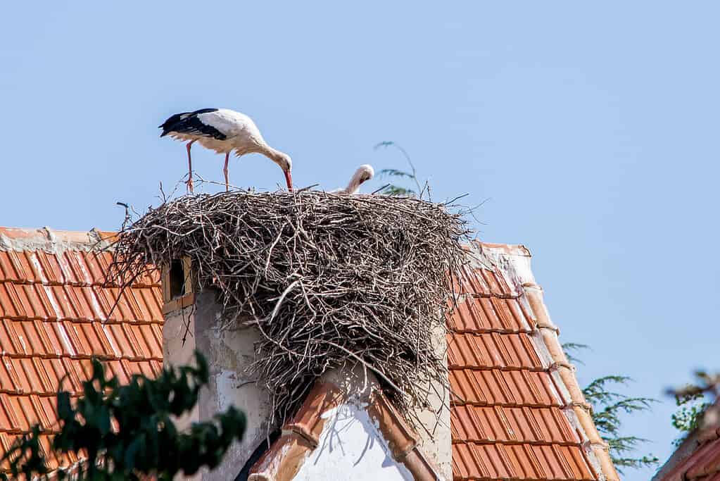 White Stork: Why Do They Kill Their Young