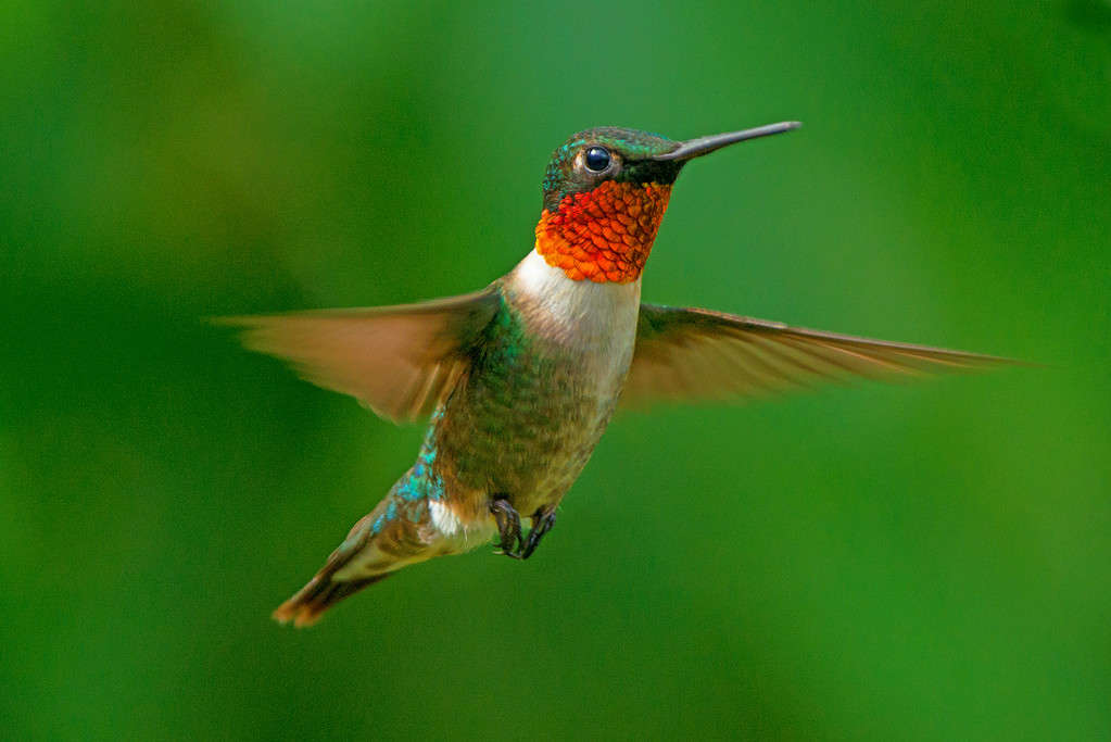 The Top 15 Smallest Birds In Canada