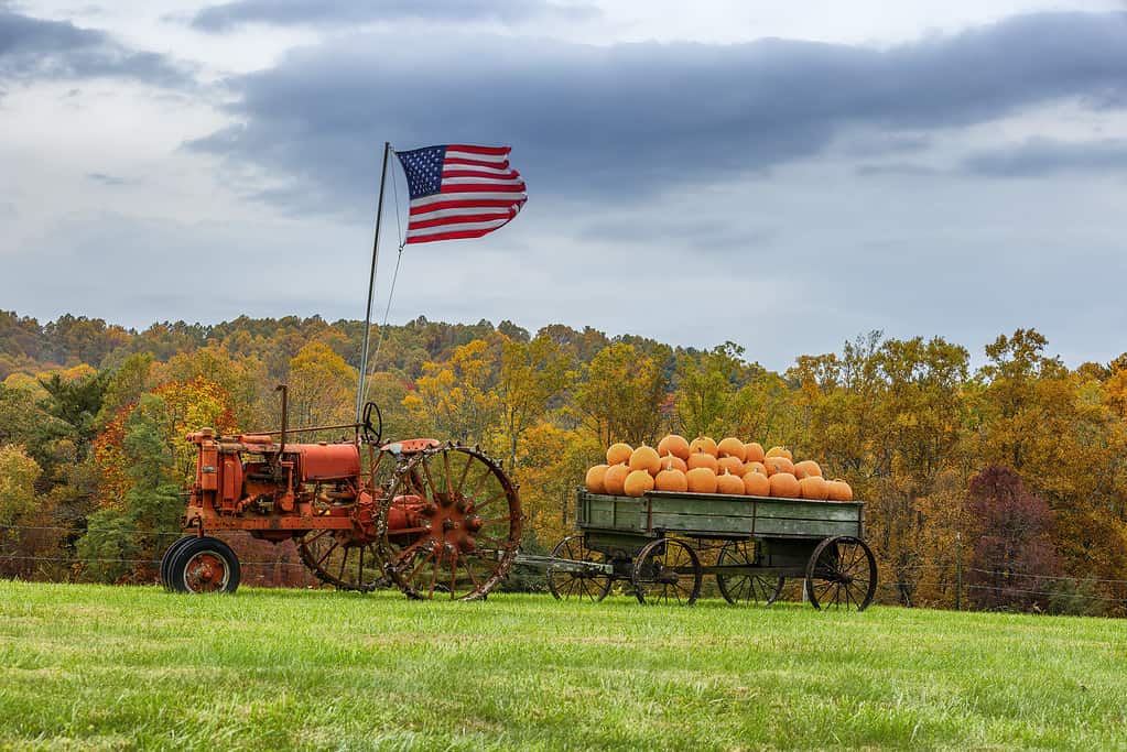 Explore the 10 Best Pumpkin Patches in Virginia For a Great Fall Adventure