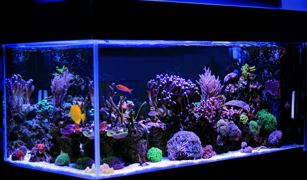 7 Effective Ways to Quickly Reduce Nitrates in a Fish Tank