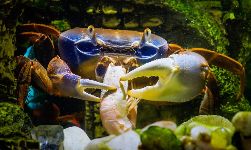 Texas Crabbing Season: Timing, Bag Limits, and Other Important Rules