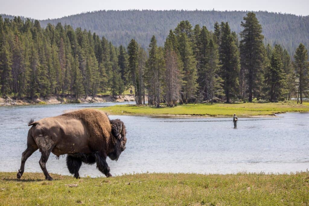 Discover One of the Oldest and Largest Bison Herds in the U.S.