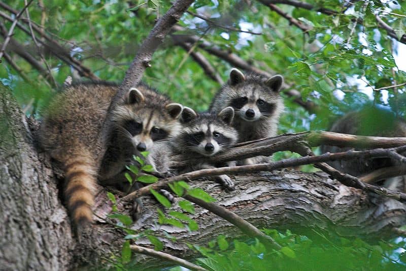 7 Sounds Raccoons Make and How to Interpret Each One