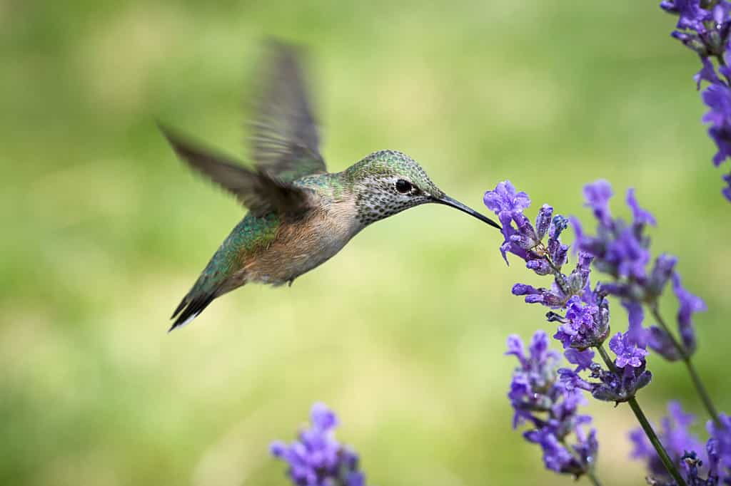 The Top 15 Smallest Birds In Canada