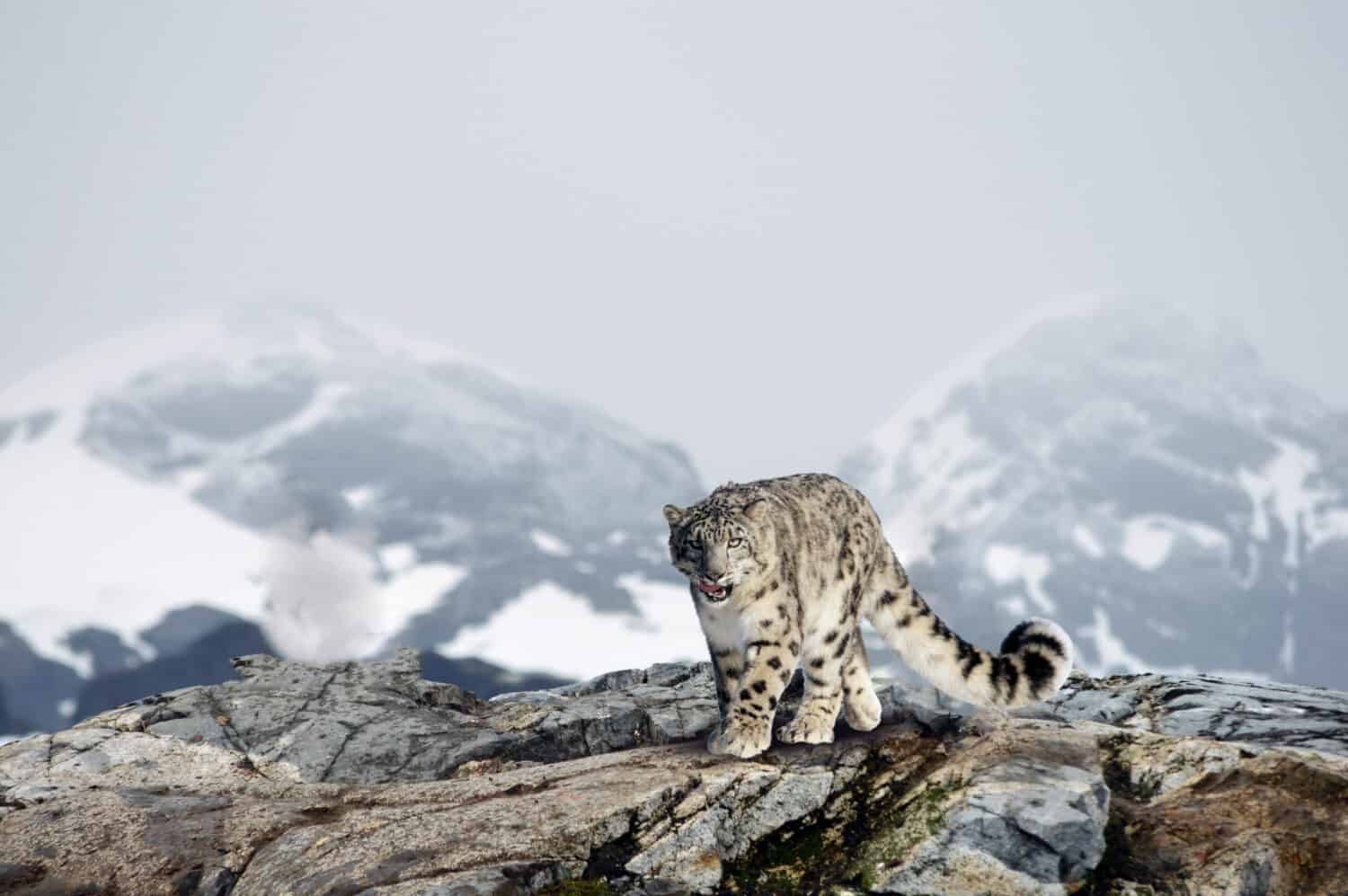 Discover 12 Animals that Live on Mount Everest