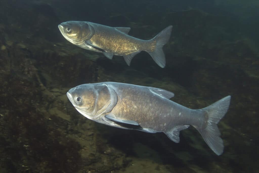 The Largest Bighead Carp Ever Caught in Wisconsin Was the Size of Springer Spaniel