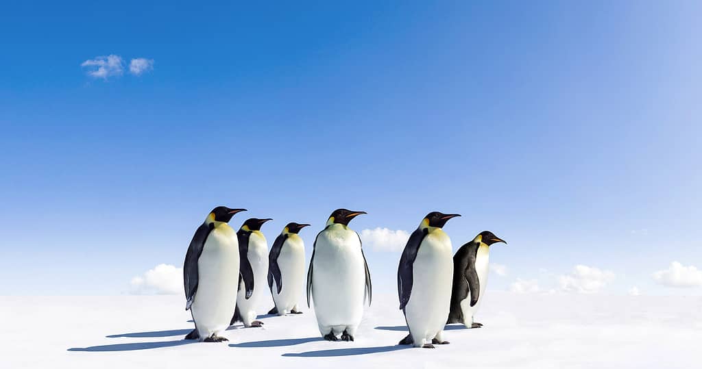 Discover How Penguins Stay Warm in Their Frigid Habitat