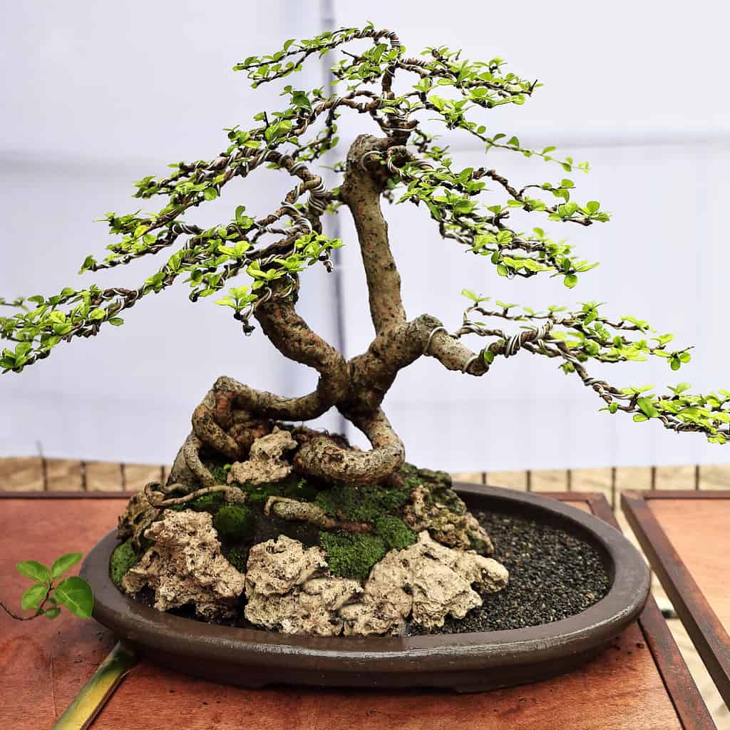 How Often Do You Water a Bonsai Tree? 7 Critical Tips for a Thriving Plant