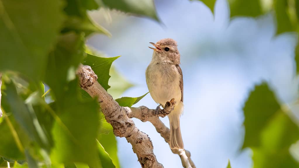 The Top 15 Smallest Birds In Canada