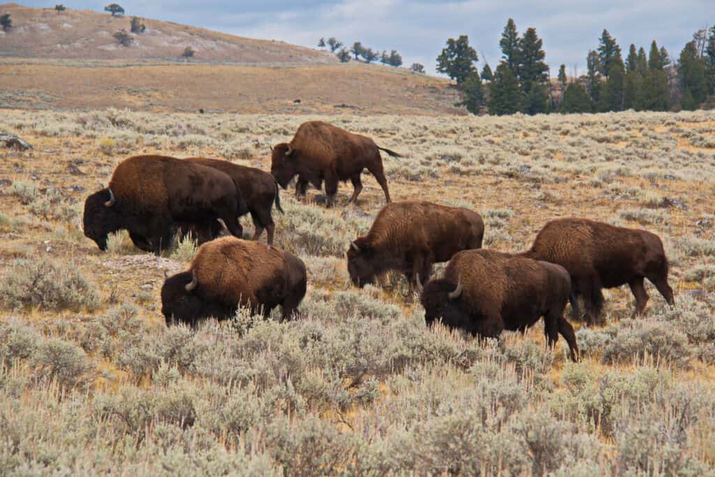 Discover One of the Oldest and Largest Bison Herds in the U.S.