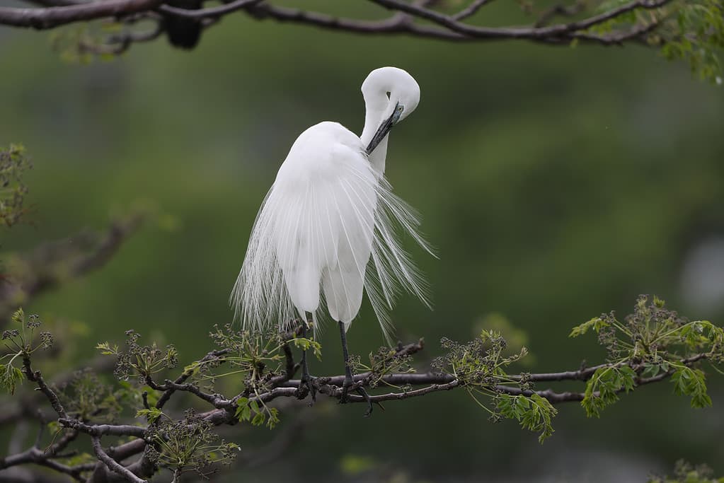 Discover the 19 Largest Flying Birds in Louisiana