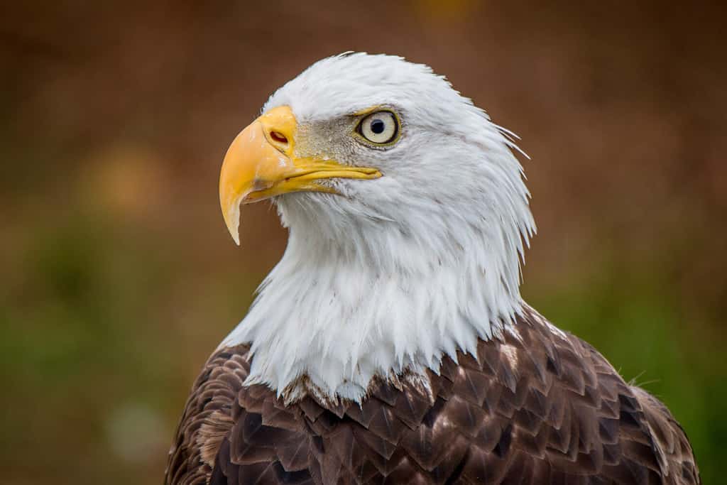 Discover the 19 Largest Flying Birds in Louisiana