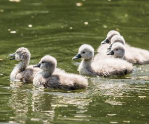 Watch This Territorial Swan Charge Head-First at an Eagle Floating on Its Pond