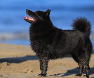 Schipperke Colors: Rarest to Most Common