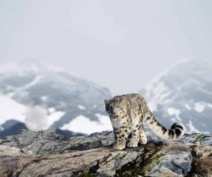 Discover 12 Animals that Live on Mount Everest