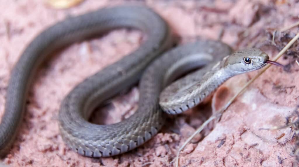 Meet the 13 Snakes of California's Merced River