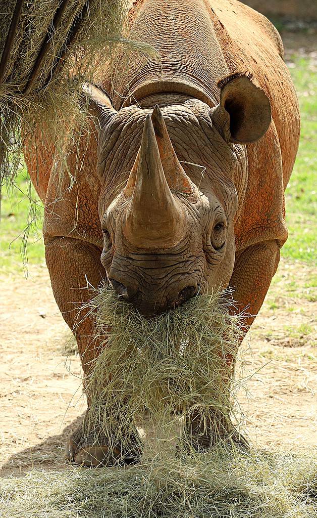 An Angry Rhino Meets A Safari Jeep-Watch