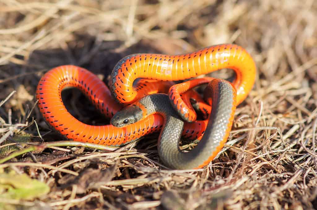 Meet the 13 Snakes of California's Merced River