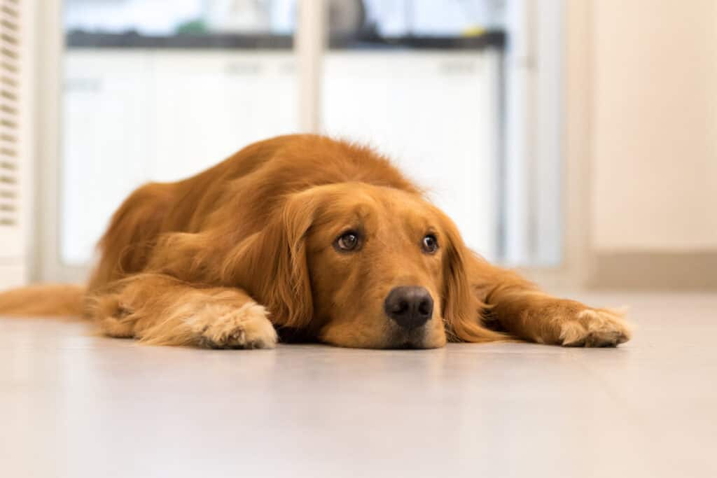 Why Dogs Shouldn't Lick Plates in the Dishwasher and How to Stop Them