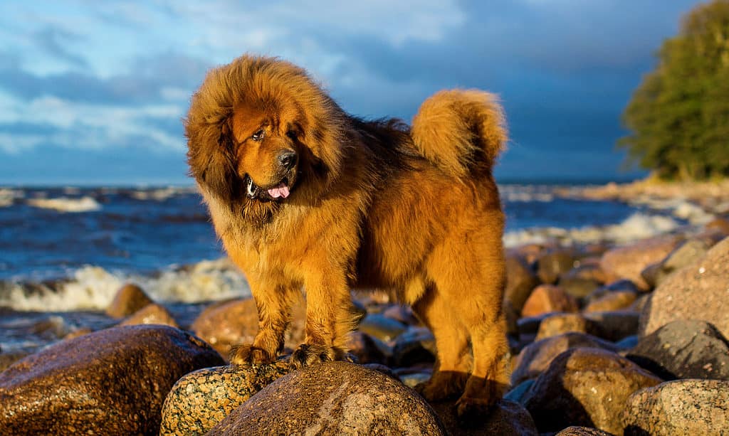 Explore the 800 Best and Most Clever Fluffy Dog Names