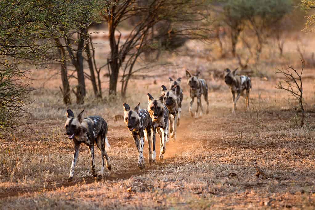 6 Animal Predators That Call the African Savanna Home