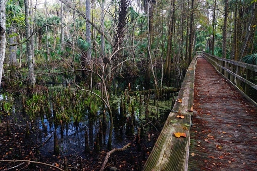 Silver Springs State Park: Best Time to Visit, Cost, and Fun Activities